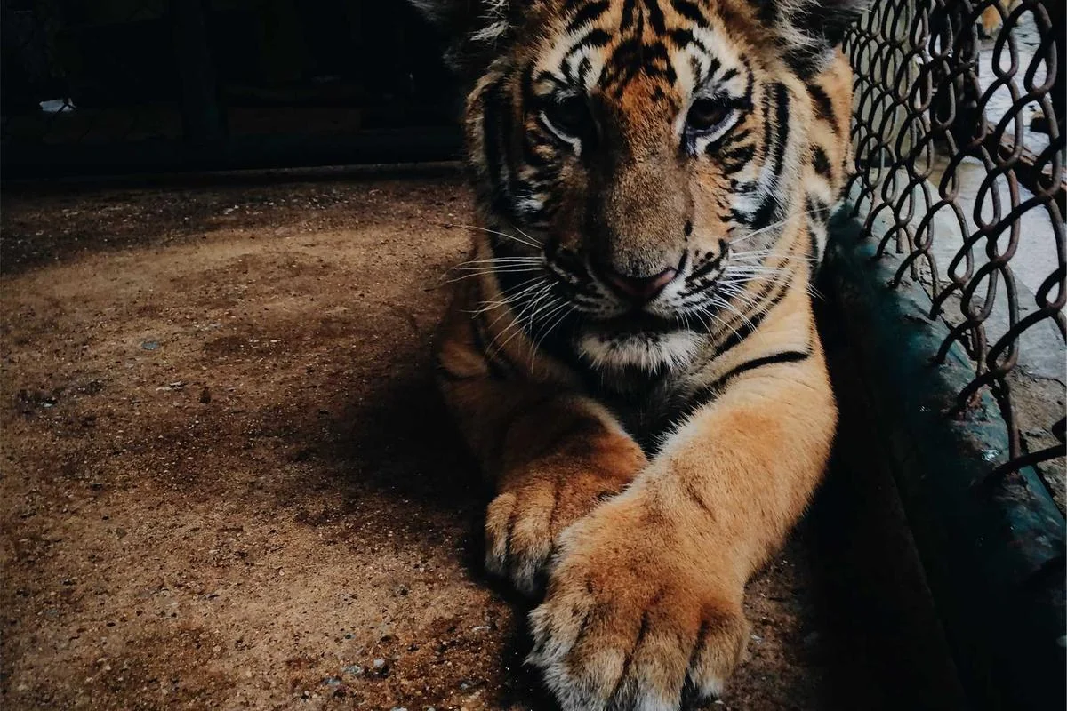 Arabic IPTV from China: 8 Essential Insights for Global - arabic iptv from china