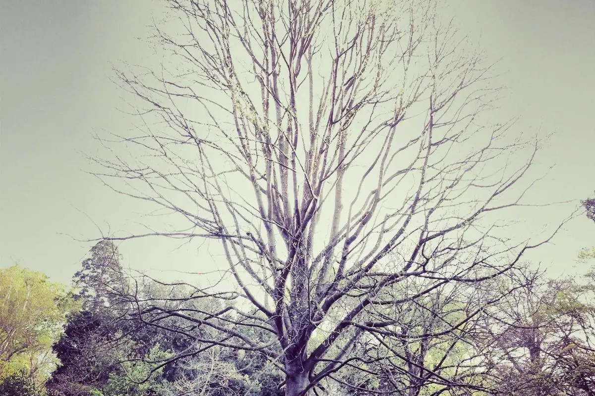 germany iptv illustration and guide