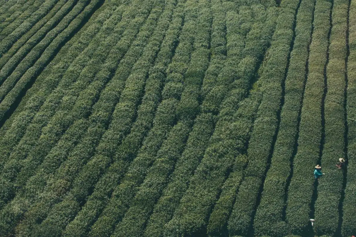 herverkoper iptv illustration and guide