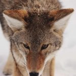 IPTV Albania: 10 Best Services for Premium Streaming - iptv albania