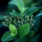 IPTV 4K: 9 Essential Factors for Ultimate Streaming - iptv 4k