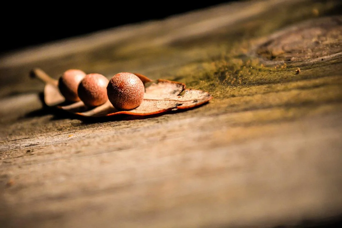 iptv 12 months illustration and guide