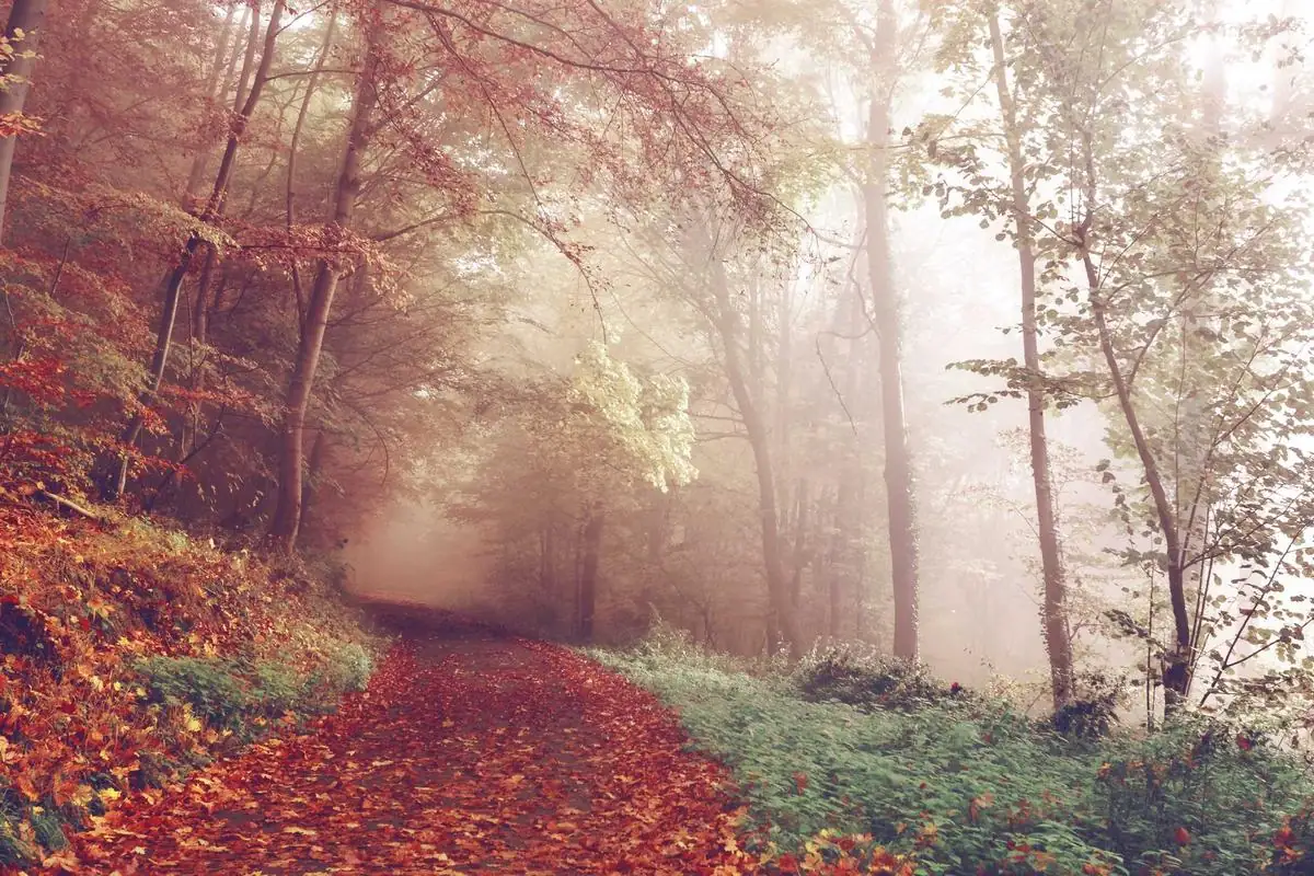 n1 iptv nordic illustration and guide