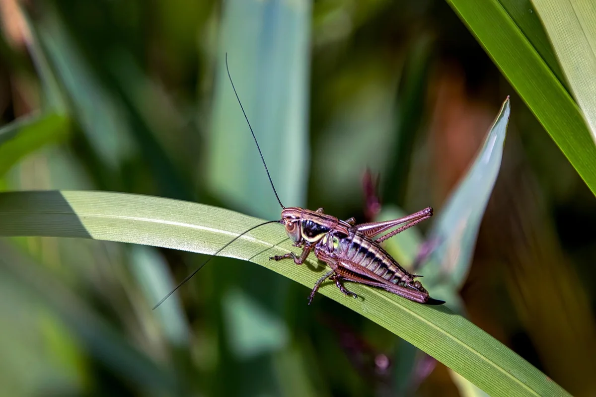 roesel's bush cricket, insect, cricket, meadow, orthoptera, antenna, nature, summer, grass, entomology - iptv reseller