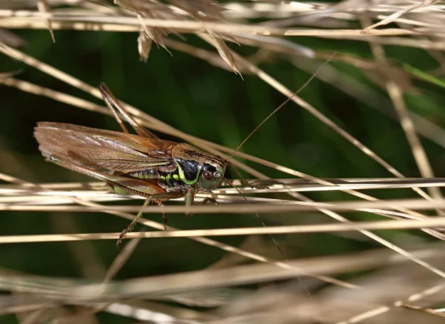 IPTV Reseller: 10 Essential Steps for a Profitable Business - iptv reseller