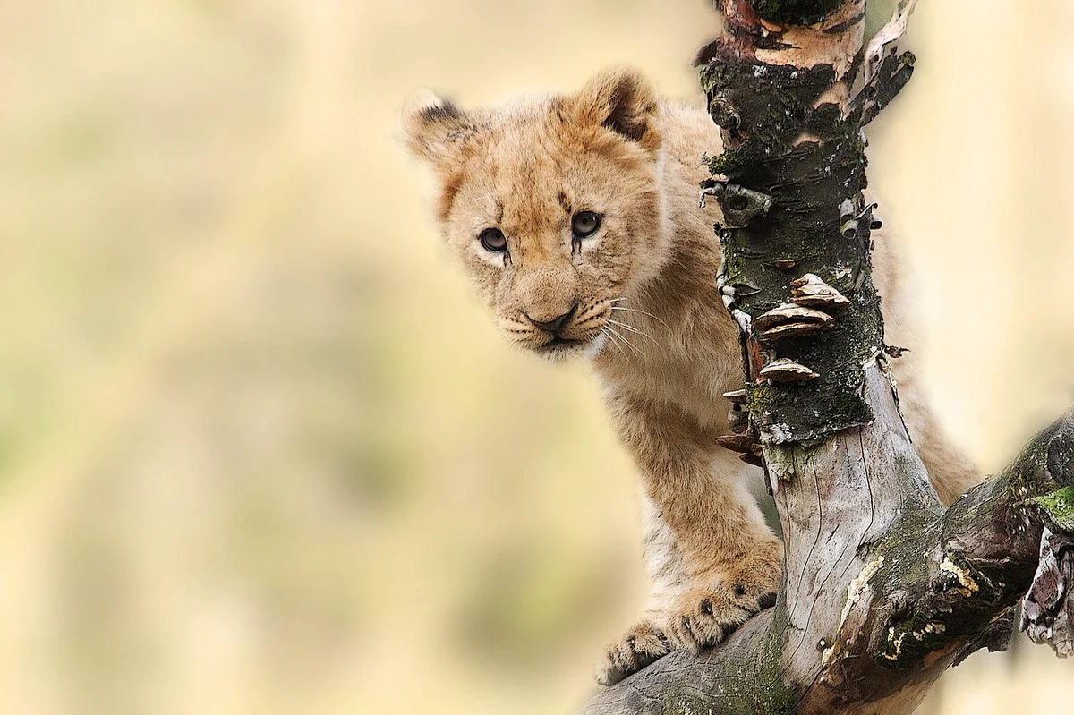 lion, cub, cat, wild, wild cat, wild animal, wilderness, wildlife, animal, nature, animal world, carnivore, predator, panthera leo, king of the beasts, young, lion cub, pet, safari, animal portrait, lion portrait, tanzania - lion iptv