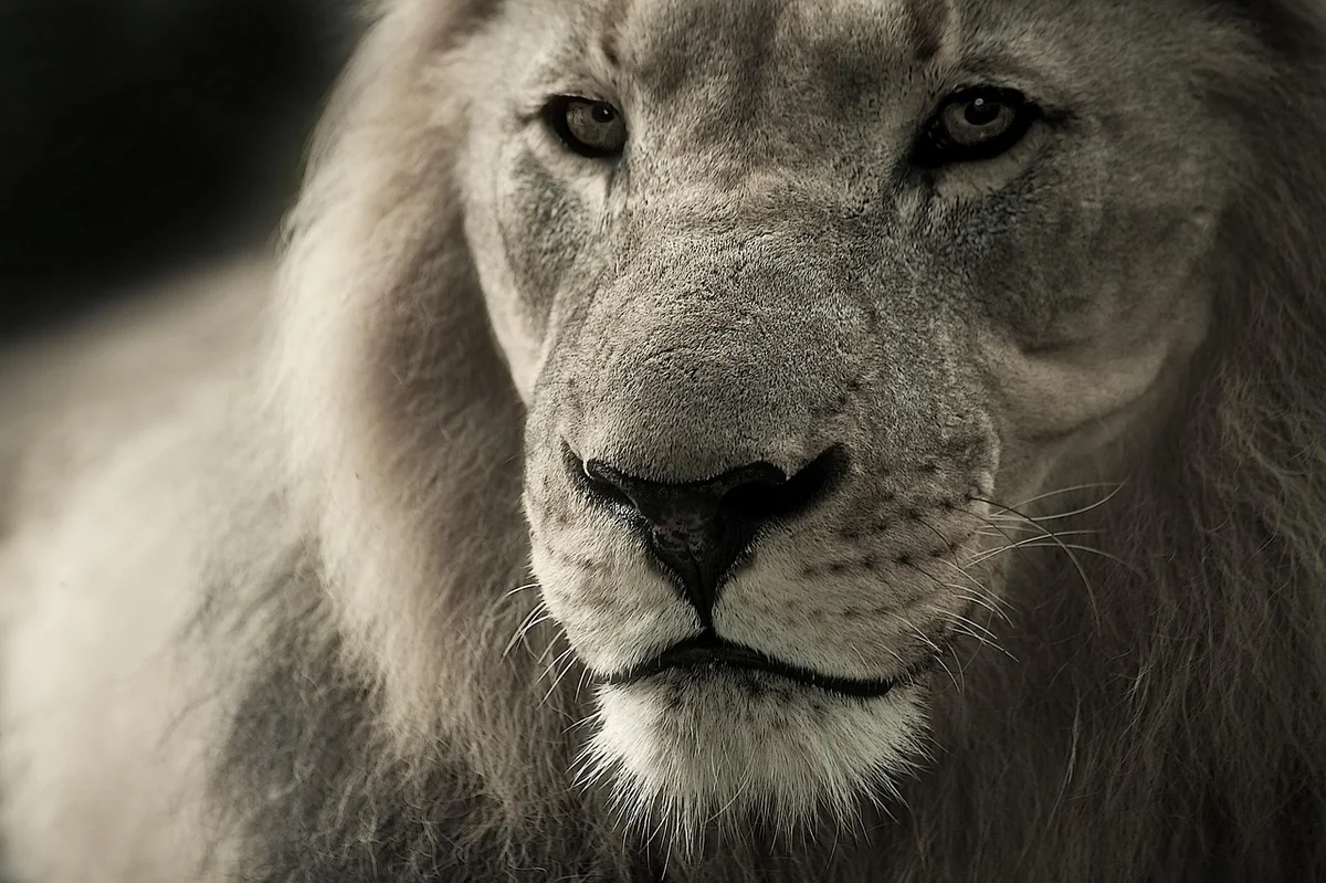 lion, king, face, head, lion face, lion head, wild cat, big cat, mane, wild animal, animal world, wildlife, wildlife photography, animal portrait, africa, safari, animal, south africa, nature, predator, fur, panthera leo, lion portrait, kruger national park, close up, monochrome, lion, lion, lion, lion, lion - lion iptv