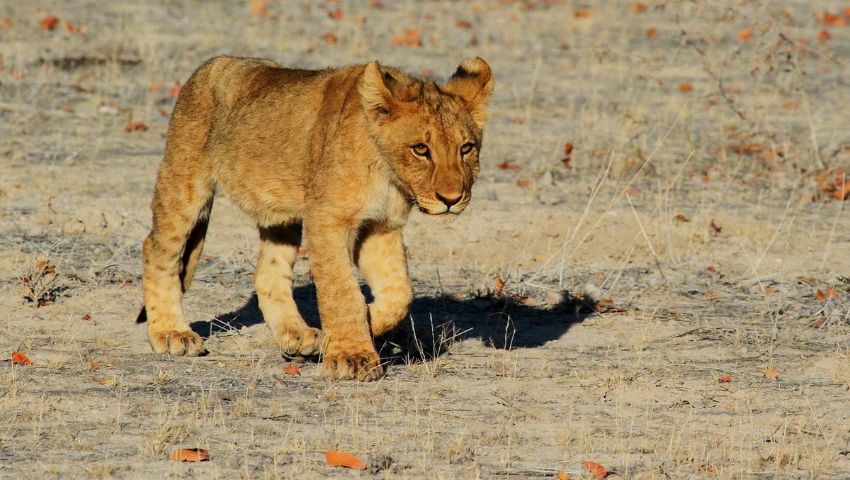lion, nature, cub, feline, animal, animal world, wildlife, wildlife photography, wild animal, wilderness, etosha, namibia, africa, safari, lion cub - lion iptv