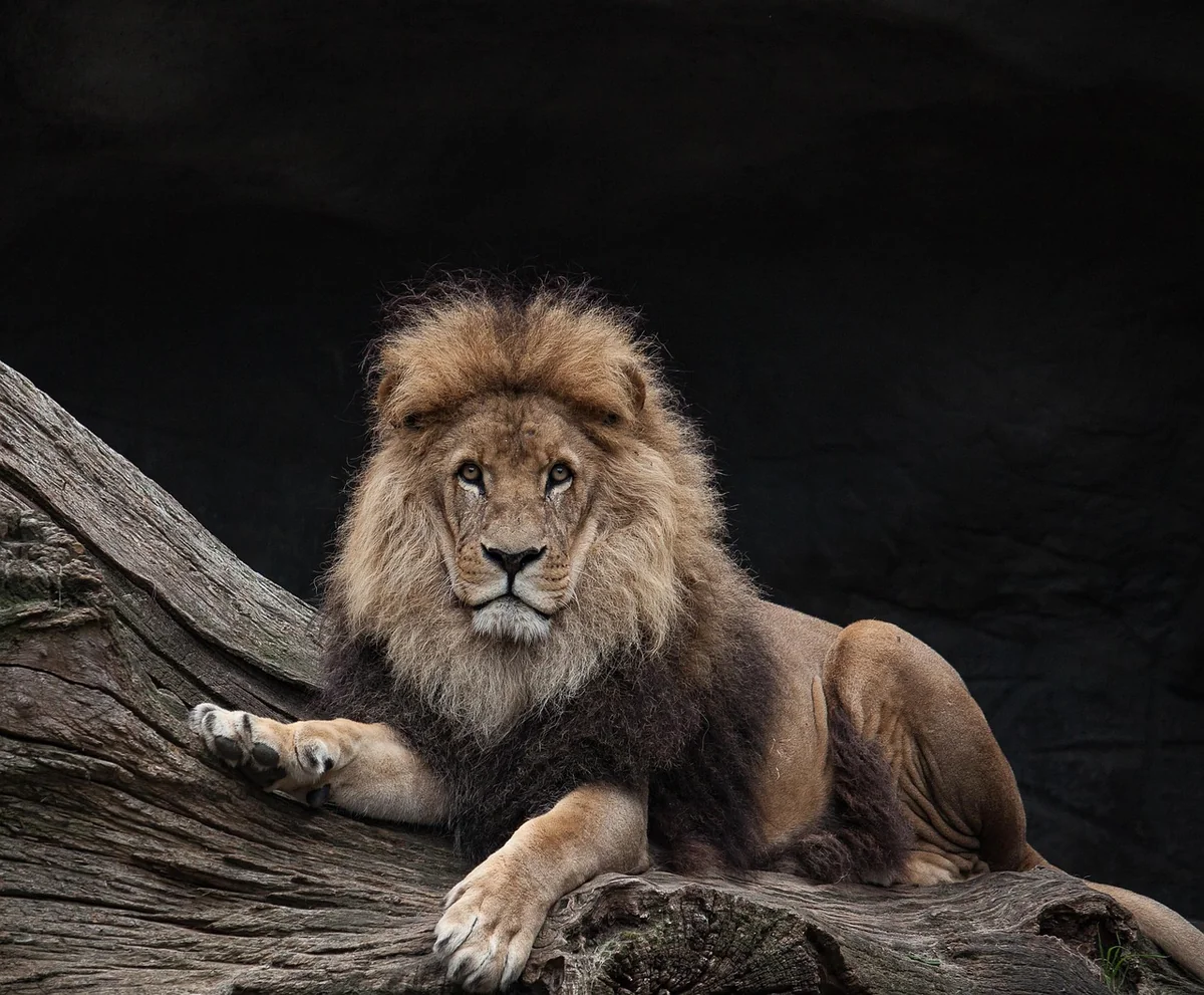 lion, nature, king, predator, species, fauna, wildlife, animal, mammal - lion iptv