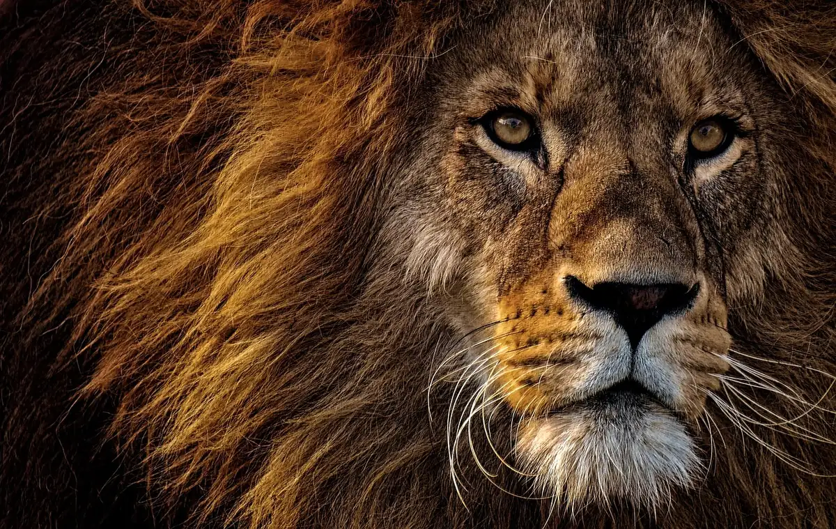 lion, animal, mammal, predator, mane, wild, species, nature, fauna, tierpark hellabrunn - lion iptv