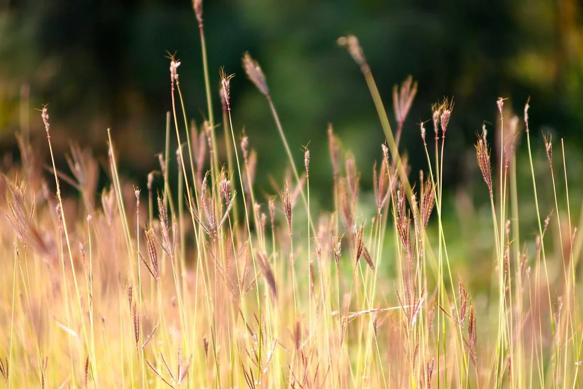 LiveGo IPTV: 10 Best Features for Ultimate Streaming - livego iptv