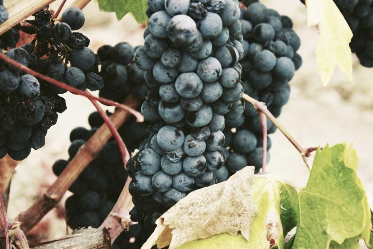 panel de revendeurs iptv illustration and guide